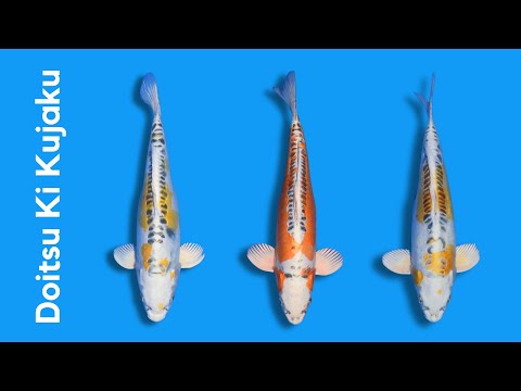 Video Vorschau Doitsu Ki Kujaku Nr. 3