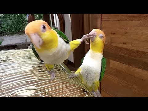 Les perroquets les plus drôles 🤣 meilleure compilation