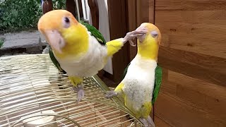 Miniature vidéo