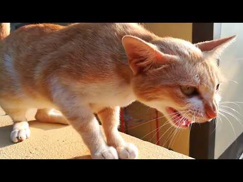 เสียงแมวร้องน่ารักบนกำแพง ร้องอ้อน Cat sound