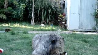 Mick the Irish Wolfhound and a Deadly Raccoon Part 2