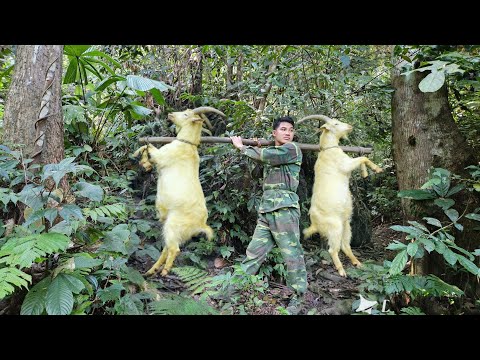 Detecting wild goats,, Tracking and Trapping Wild Goats, Survival Skills