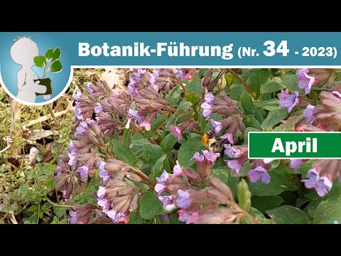 Hummel-Wissen, Felsenbirne und gefüllte Blüten - Wildpflanzen und Botanik-Wissen im April