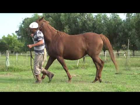 Lote DEVIL’S RUN (USA)