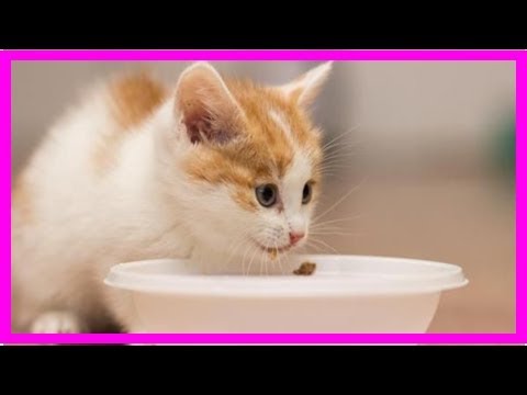 When do kittens start eating food and drinking water on their own?