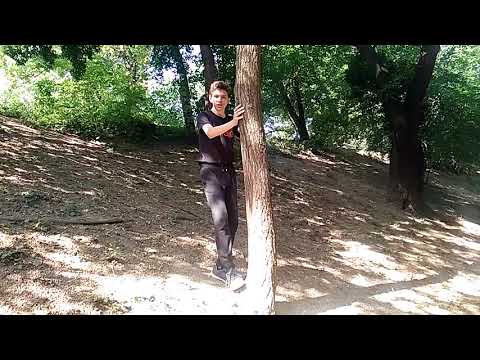 How to climb trees without branches