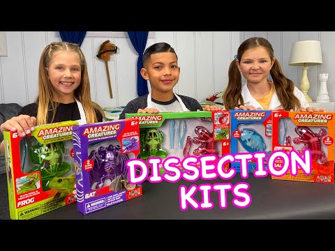 DISSECT-IT SALAMANDER LAB