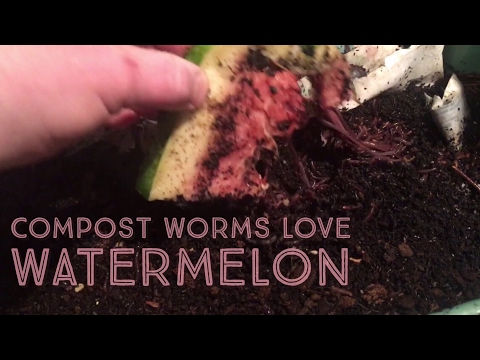 How to Feed Red Wiggler Worms Love Watermelon