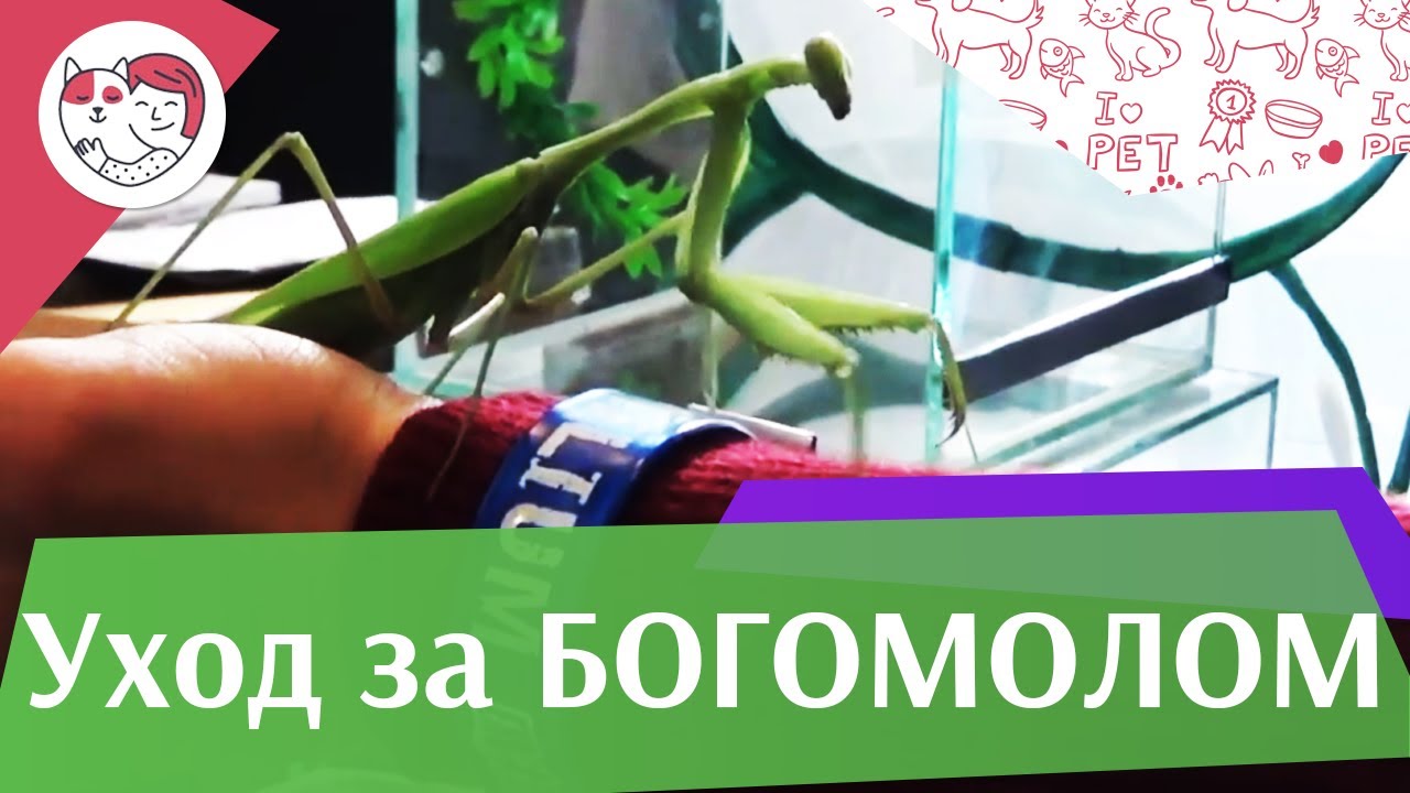 5 особенностей ухода за золотистым ретривером