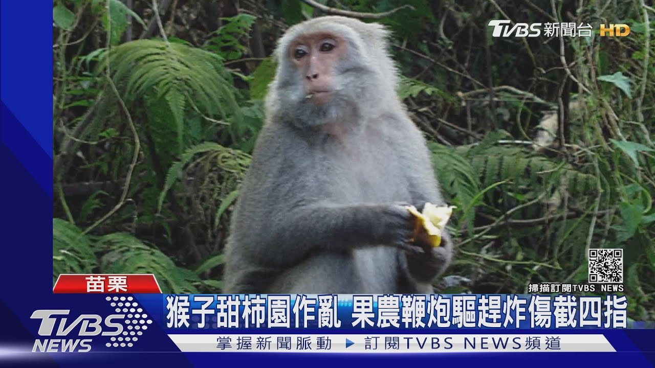 果農驅猴鞭炮炸傷手 東方白鸛瀕危電桿加絕緣防觸電