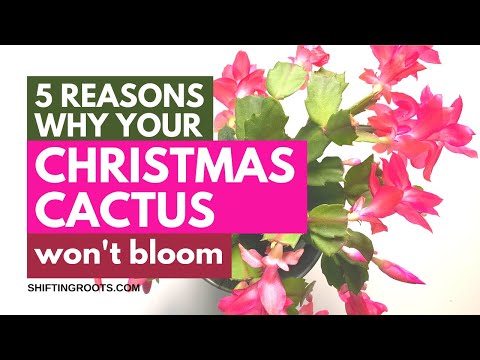 5 Reasons your Christmas Cactus Won't Bloom