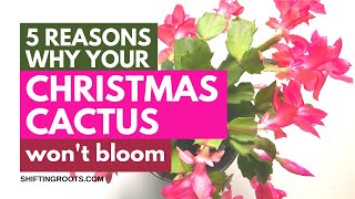 5 Reasons your Christmas Cactus Won
