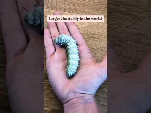 He should never have retrieved that egg from the forest (@madershanks)