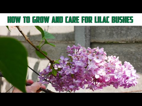 , title : 'Lilac Plant - Lilac Growing Conditions - How To Care For Lilac Bushes'