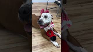 Video preview image #1 Mutt Puppy For Sale in Rowlett, TX, USA