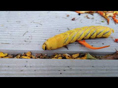 Lagarta da Borboleta-Caveira