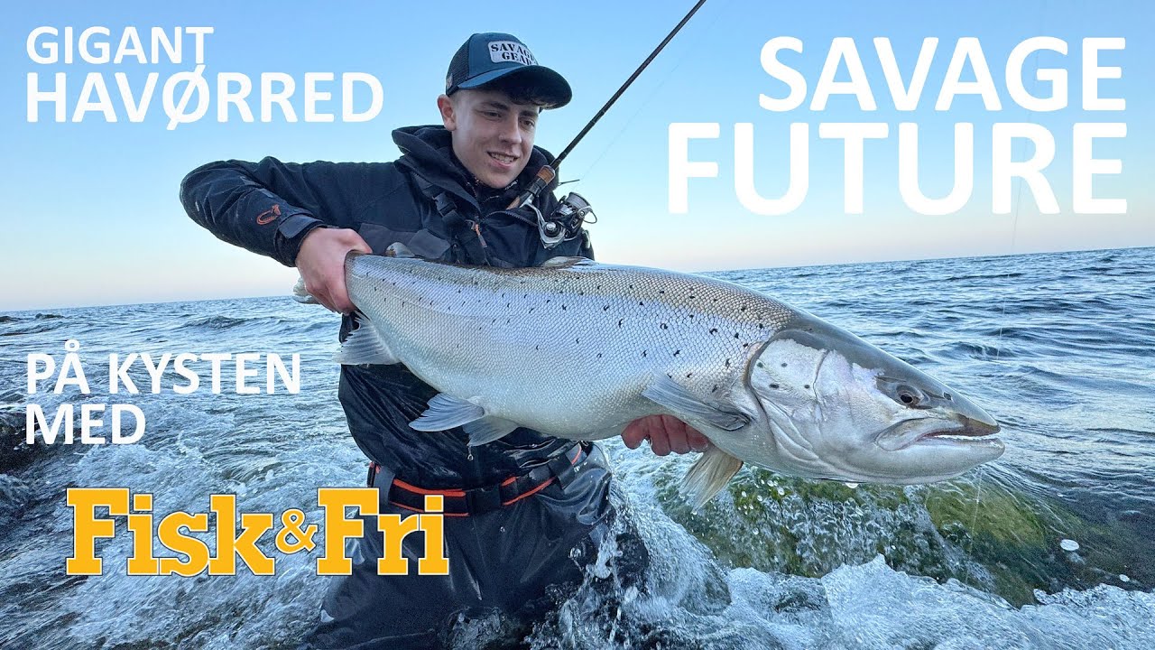 NY VIDEO: GIGANT HAVØRRED – PÅ KYSTEN MED SAVAGE FUTURE