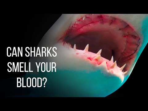 Can Sharks Smell Blood from Miles Afar? Video