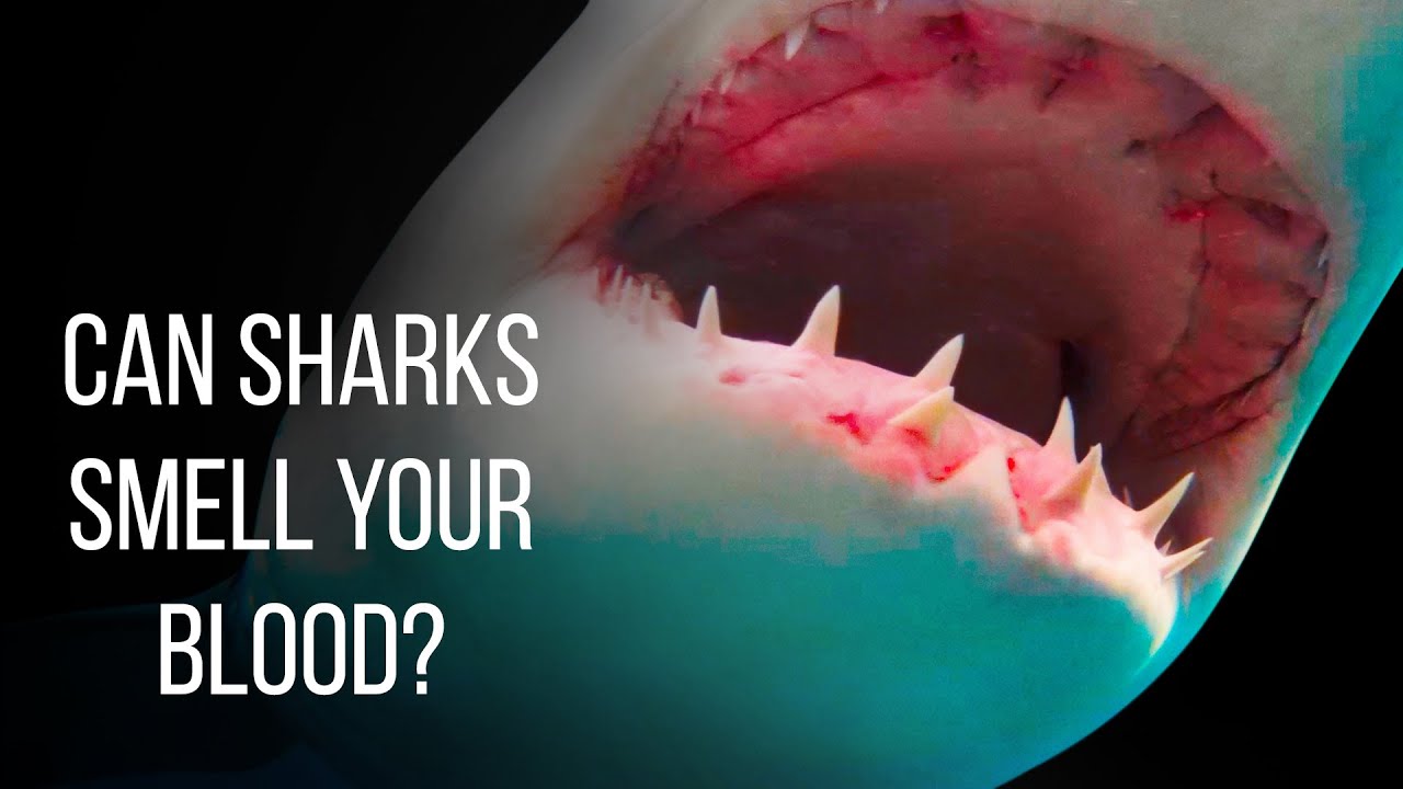 <h1 class=title>Can Sharks Smell Blood from Miles Afar?</h1>