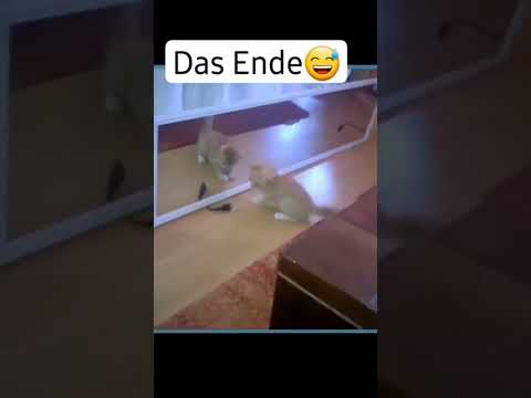 das ende ist zu lustig #Katzen #Katzenvideos #Shorts