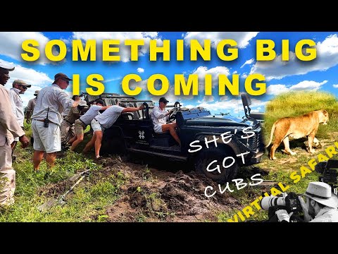 When the Bush Wins: Bogged Down After Finding Lioness Has Cubs | Virtual Safari #308