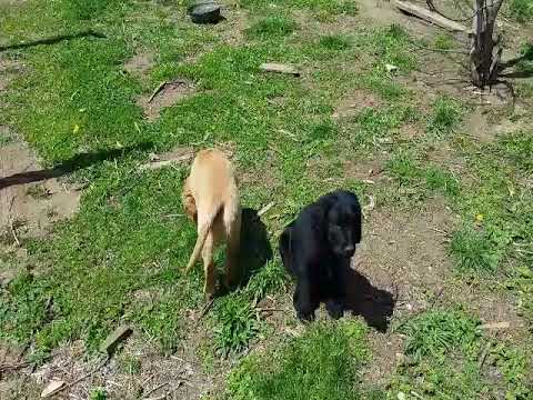 Puppies in the spring is always a fun time.