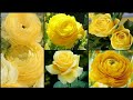 Yellow Rose Images Yellow Rose Yellow Flowers Rose Images Yellow Rose Flowers Yellow Flowers