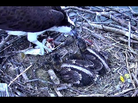Breakfast for Chesapeake Ospreys. 05.42 / 07 June 2018