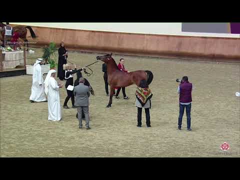 N 116 CARESSA SVB   22nd Qatar National 2019   Yearling Fillies Class 3B