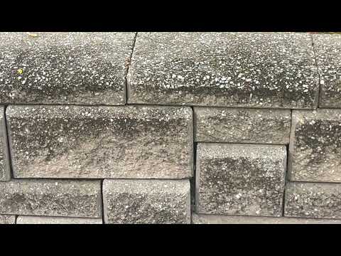 Yellow Jackets Hiding Behind the Garden Wall in Jackson, NJ