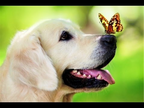 David Rose and His Orchestra - Taco Holiday