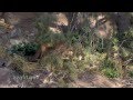 Mountain Lions in Arizona 