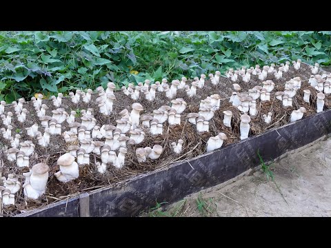 SUPER SPECIAL TECHNIQUE for Growing Mushrooms from Seeds for Beginners