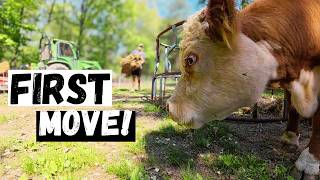 Moving Cattle to New Pasture for the First Time!