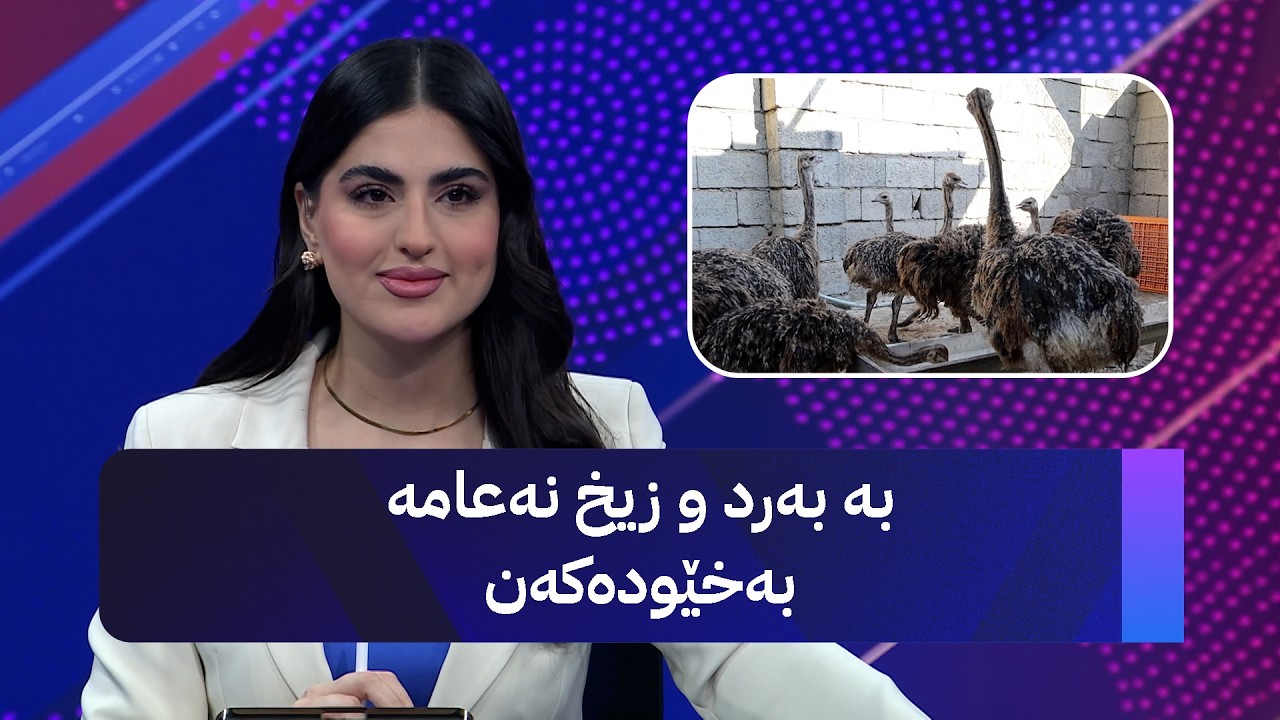 ڤیدیۆ | بە بەرد و زیخ نەعامە بەخێودەکەن
