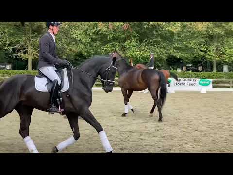 Netallic 3yo dresssage stallion Franklin x jazz 3rd place at young horses trials BWP 2021