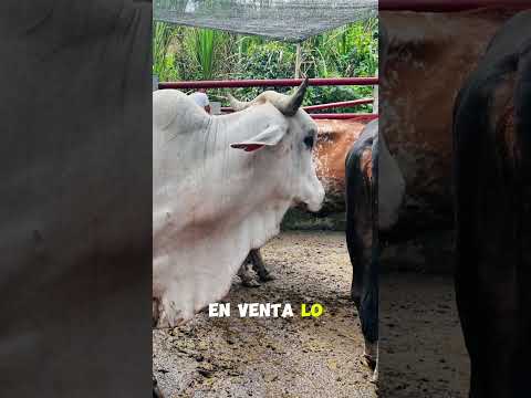 Feria Ganadera en Topaipí Cundinamarca.
