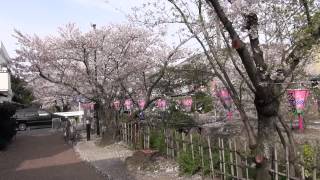 preview picture of video '昼の　西尾市みどり川沿い　お花見　01　（西尾市） Daytime Nishio-shi cherry-blossom viewing (Nishio city)'