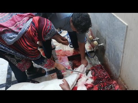 Goat Qurbani by Women | Takbeer can be performed by women herself.