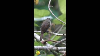 Download lagu merbah kacamata gacor sedang santau mp3