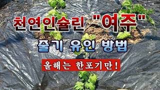 [텃밭농부 2,269]  천연인슐린 "여주".  줄기를 울타리로 유인하는 방법! #여주재배