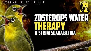 Download lagu π΄ LIVE Terapi Air Burung, ZOSTEROPS WATER THERAPY Disertai Suara Pleci Betina !!! mp3 Download lagu π΄ LIVE Terapi Air Burung, ZOSTEROPS WATER THERAPY Disertai Suara Pleci Betina !!! mp3