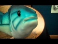 FRANKIE THE FISH Singing Fish