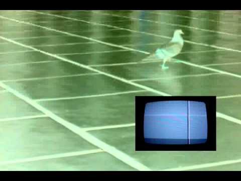 David Byrne - Ex-Guru