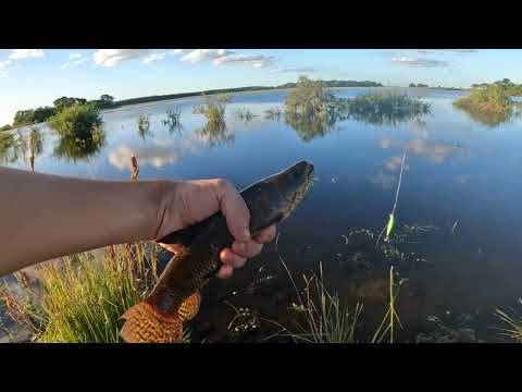 Pesca en Campo San Gerónimo - Villa Olivari, Ctes.