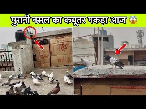 7 pigeons sitting outside 😱 1 Caught 😂