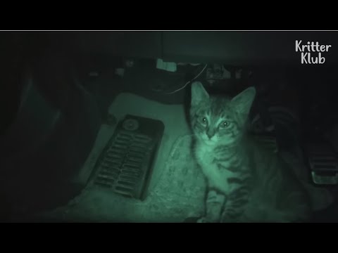 Kitten Who Went Missing Inside The Car Was Hiding In 'This' Secret Place | Kritter Klub