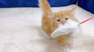 マンチカンの動画01