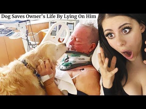 Unbelievable Animals That Saved Peoples Lives!!! Video