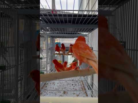 Трейлеры Red canary